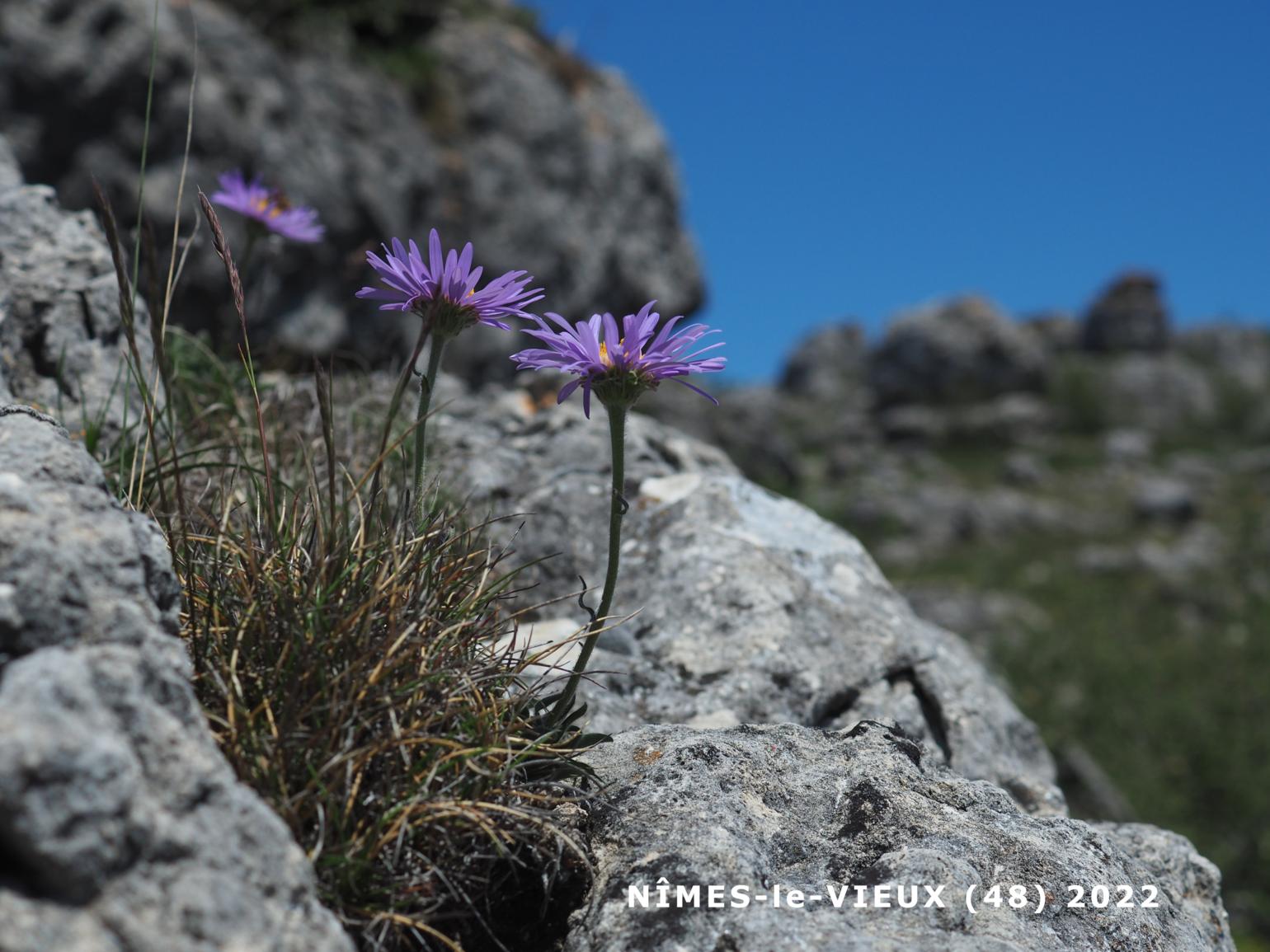 Aster, Alpine ssp Cevenol